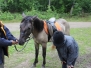 zamek-w-bytowie-i-konie